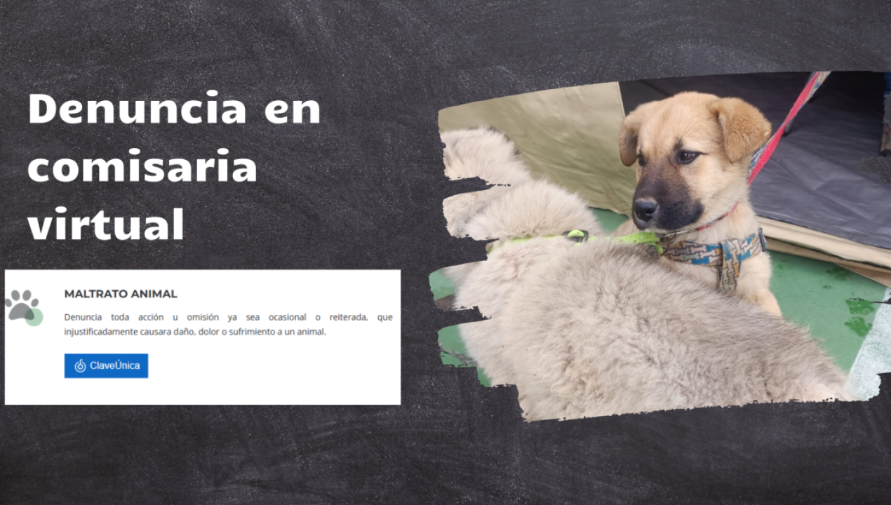/el-maltrato-animal-se-puede-denunciar-en-comisaria-virtual