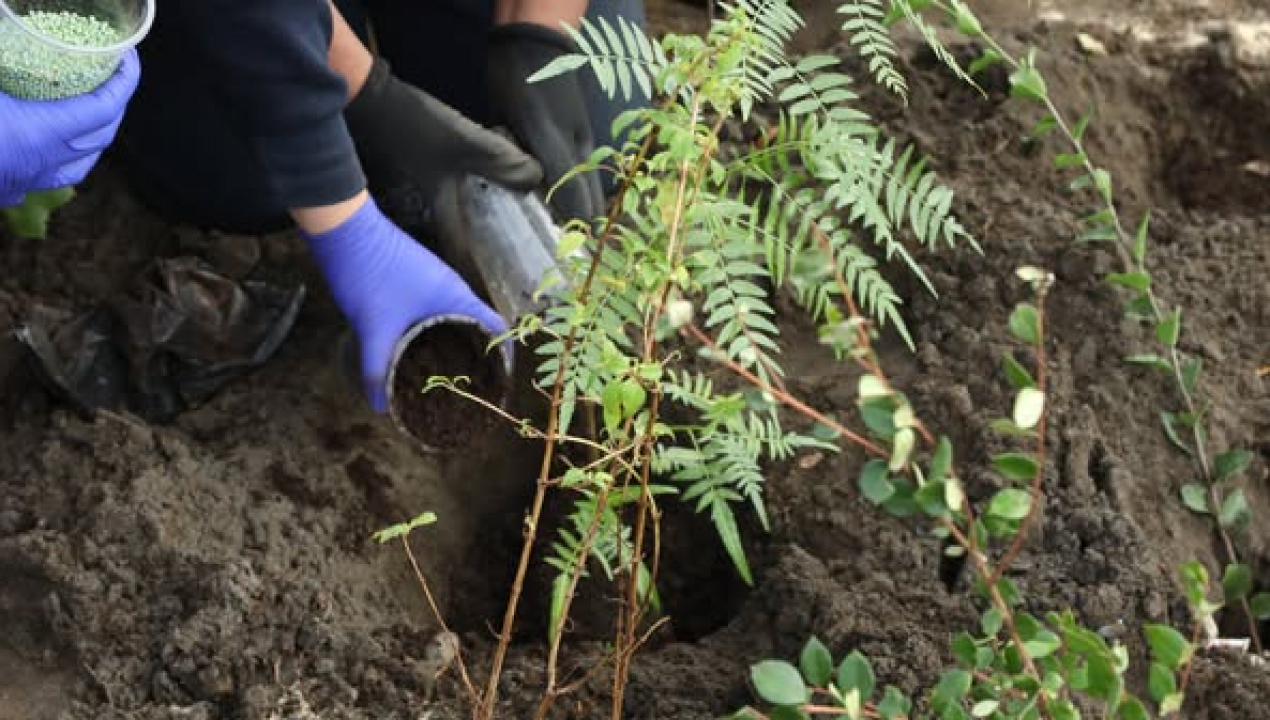 /campana-de-arborizacion-busca-restaurar-el-bosque-nativo-en-tirua