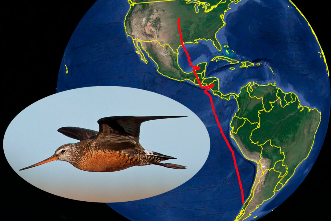 /tendencias/ciencia/flora-y-fauna/de-chiloe-a-estados-unidos-zarapito-volo-sin-parar-durante-seis-dias