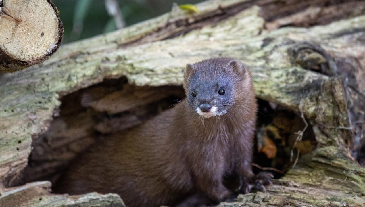 /regionales/region-de-los-lagos/reportan-ataque-de-visones-americanos-a-gallineros-de-chiloe-especie-es