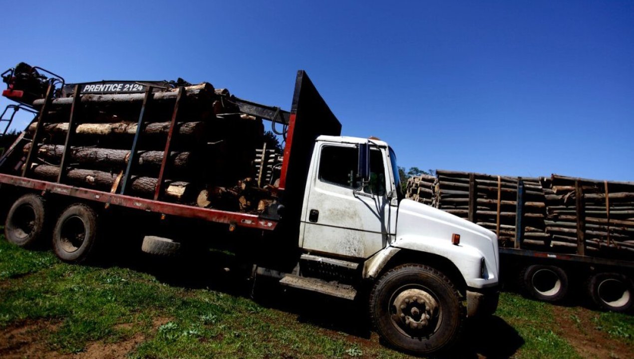 /regionales/region-del-biobio/curanilahue-forestal-arauco-denuncia-red-aserraderos-ilegales-en-sus