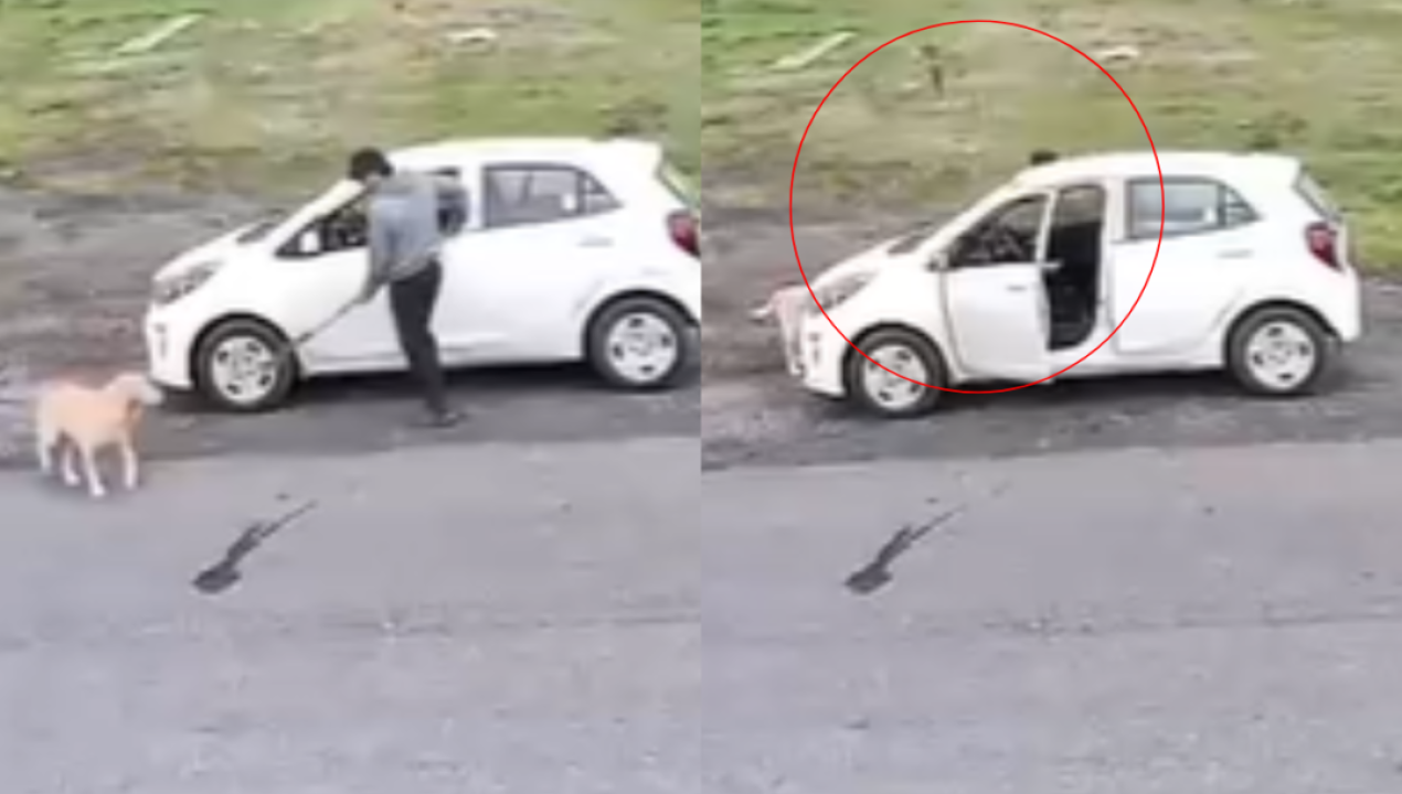 /regionales/indignacion-en-los-angeles-hombre-golpeo-a-un-perro-con-herramienta