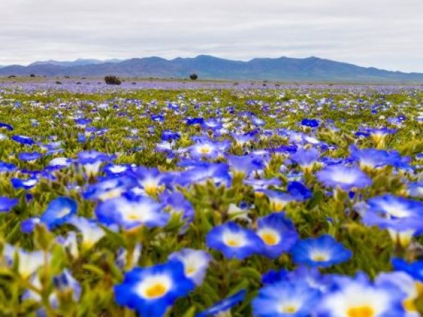 Desierto Florido se comenzó a activar en Copiapó