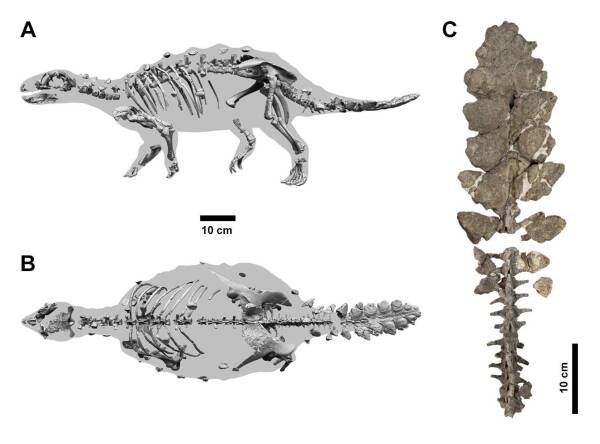 fósil anquilosaurio- Francisco Hueichaleo