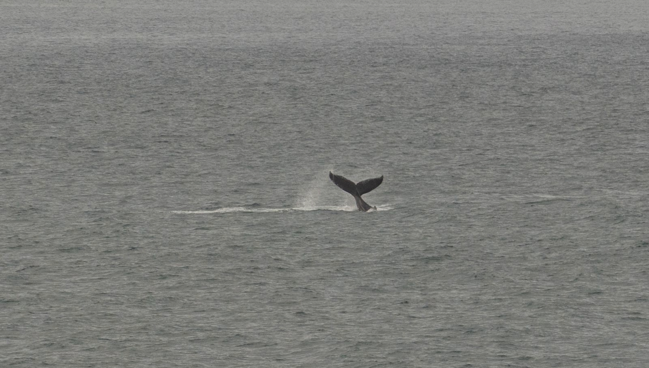 /cientifica-de-la-ua-explica-que-hay-detras-del-aumento-de-avistamiento-de