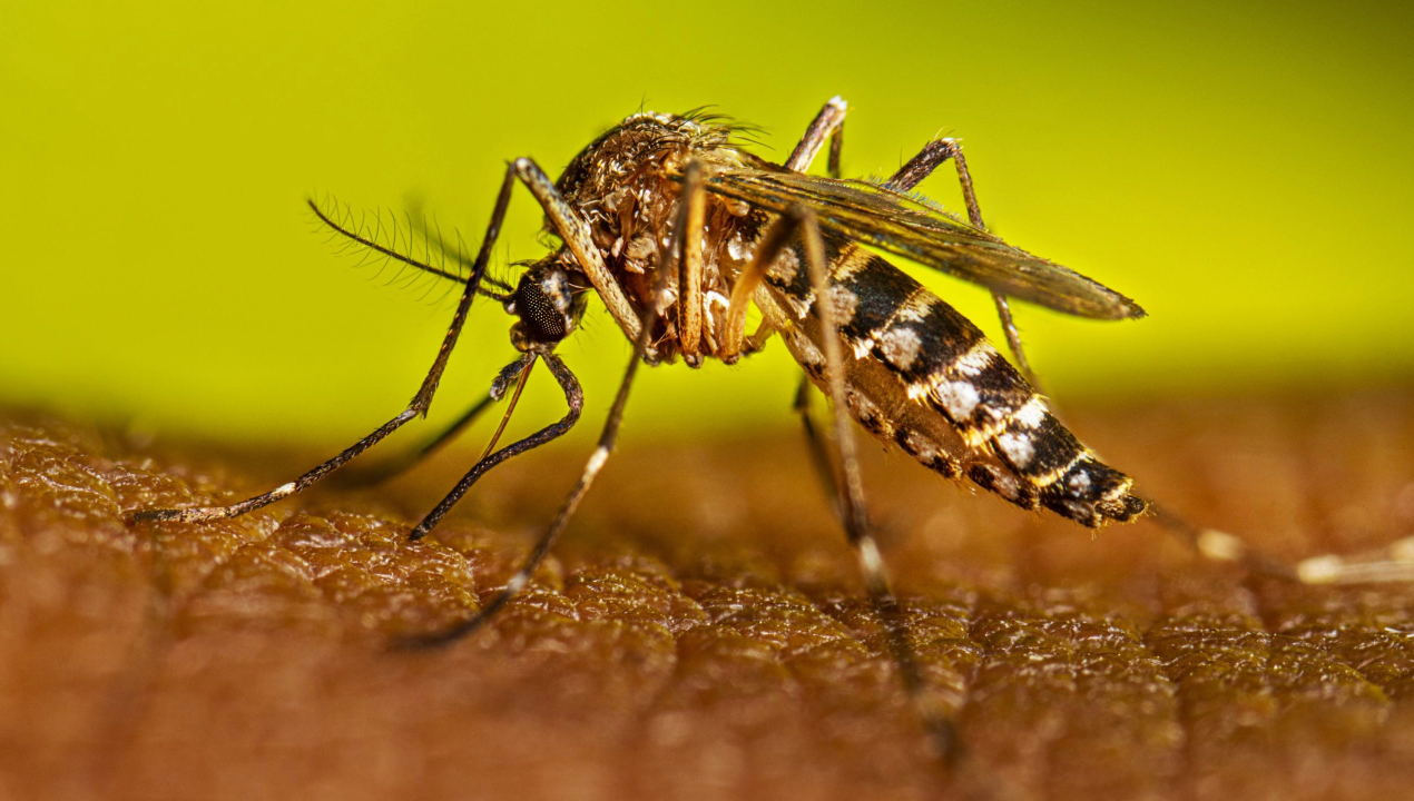 /hallazgo-de-mosquitos-aedes-aegyti-en-antofagasta-experto-de-la-ua-llama-a